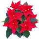 Naklejka ścienna dekoracyjna D263 gwiazda betlejemska kwiat