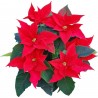 Naklejka ścienna dekoracyjna D263 gwiazda betlejemska kwiat