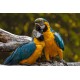 Papugi- obraz na płótnie