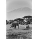 Słonie- obraz na płótnie