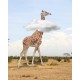 Żyrafa- obraz na płótnie